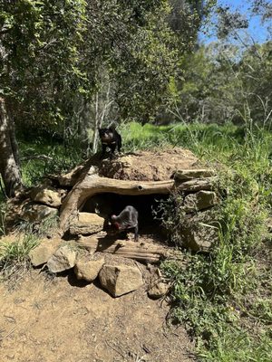 Tasmanian Devil Unzoo by null