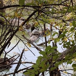 Turtle in one of the ponds
