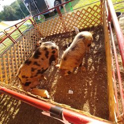 Shelby County Fair
