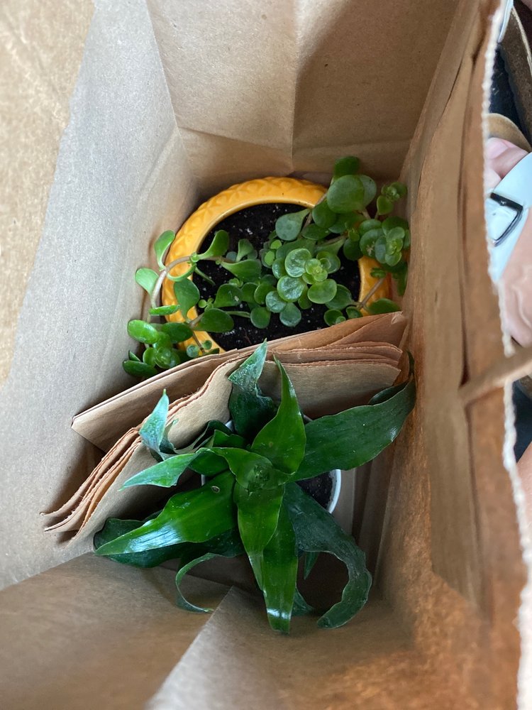 FAMILY TREE NURSERY 75 Photos & 10 Reviews Nurseries & Gardening 830 W Liberty Dr, Liberty