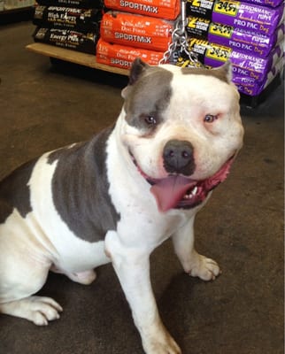 Boone's Feed by null