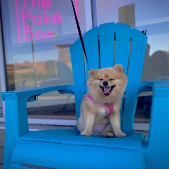 The Poké Box - Patio chairs - Poke Near Me - Markham, Ontario The Poké Box - Patio chairs - Poke Near Me - Markham, Ontario