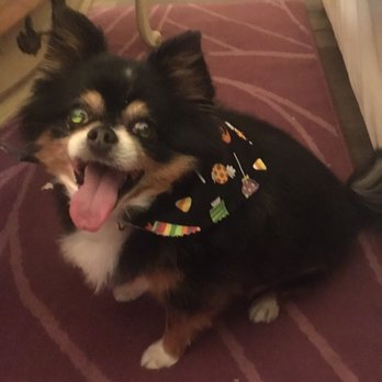Lorrie's Paw Spa - Happy dog after his day at the Paw Spa. (I love the bandana he came home wearing!) - Pet Groomers Near Me - Rancho Cucamonga, California Lorrie's Paw Spa - Happy dog after his day at the Paw Spa. (I love the bandana he came home wearing!) - Pet Groomers Near Me - Rancho Cucamonga, California