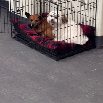 Paws Playland ABQ - Pet Boarding Near Me - Albuquerque, New Mexico