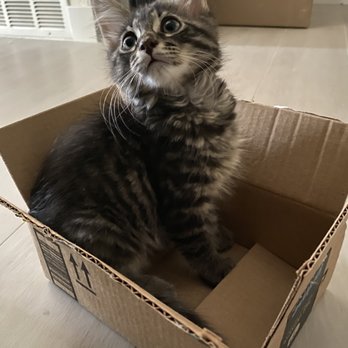 PetSmart - Maui being a cutie pie! - Pet Stores Near Me - Chino, California