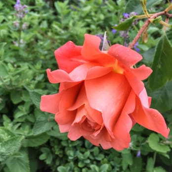 Rosengarten - Parks Near Me - Hamburg, HH Rosengarten - Parks Near Me - Hamburg, HH