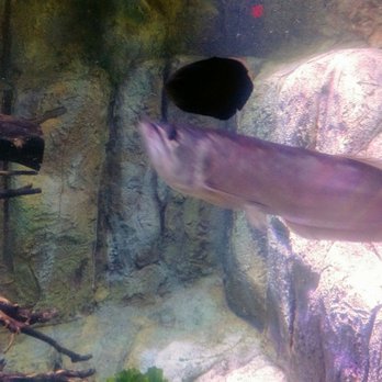 Via Aquarium - A few of the exhibits at Via Aquarium. - Aquariums Near Me - Schenectady, New York Via Aquarium - A few of the exhibits at Via Aquarium. - Aquariums Near Me - Schenectady, New York