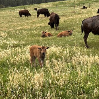 Buffalo Safari Jeep Tours - Tours Near Me Buffalo Safari Jeep Tours - Tours Near Me
