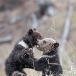 Obsidian Cliff Tours - Baby grizzlies at play