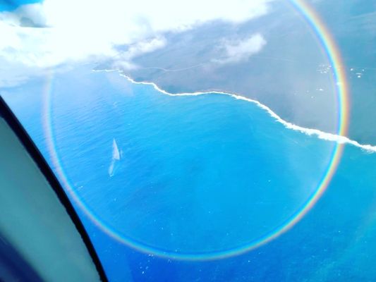 Blue Hawaiian Helicopters by null