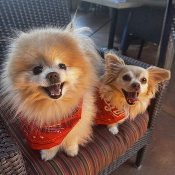 Lazy Dog Restaurant & Bar - New American Near Me - Newark, California Lazy Dog Restaurant & Bar - New American Near Me - Newark, California