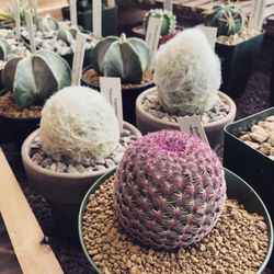 Leaf EnLight - We love cacti!