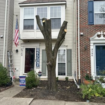 GreenShine Landscaping - Finished trimmed tree and newly planted bushes....a work of art! - Landscaping Near Me GreenShine Landscaping - Finished trimmed tree and newly planted bushes....a work of art! - Landscaping Near Me