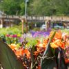 Old Country Gardens gift card