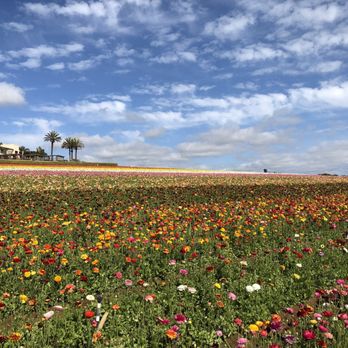 The Flower Fields - Venues & Event Spaces Near Me - Carlsbad, California The Flower Fields - Venues & Event Spaces Near Me - Carlsbad, California