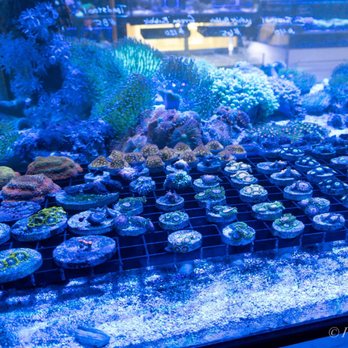 Reef Lounge USA - Aquarium Services Near Me - Anaheim, California