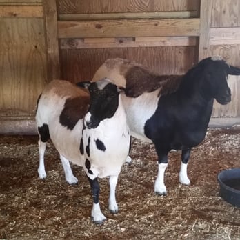 Peninsula SPCA - Animal Shelters Near Me - Newport News, Virginia Peninsula SPCA - Animal Shelters Near Me - Newport News, Virginia