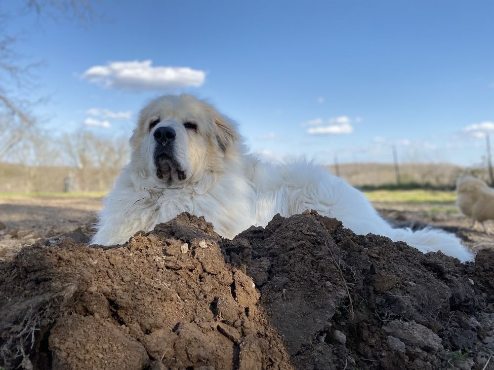 BOWLING GREEN VETERINARY CLINIC DAVID CERVEN DVM Updated September