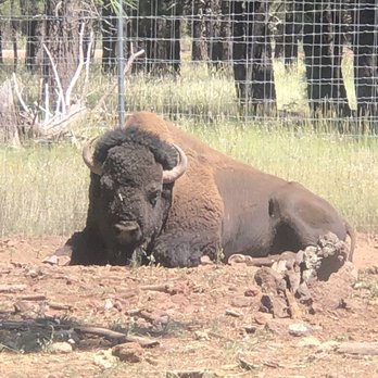 Bearizona - . - Zoos Near Me - Williams, Arizona Bearizona - . - Zoos Near Me - Williams, Arizona