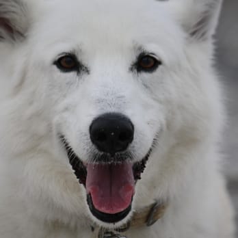 TLC Pet Transport - Coda - Pet Transportation Near Me TLC Pet Transport - Coda - Pet Transportation Near Me