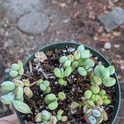 Succulent By Bessy