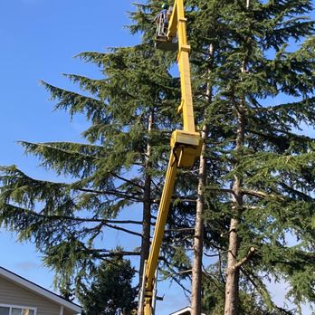 All Pro Tree Care - Wow! - Tree Services Near Me - Auburn, Washington All Pro Tree Care - Wow! - Tree Services Near Me - Auburn, Washington