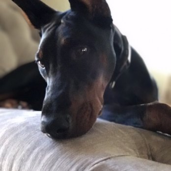 West Coast Doberman Ranch - Pet Groomers Near Me - San Jose, California West Coast Doberman Ranch - Pet Groomers Near Me - San Jose, California