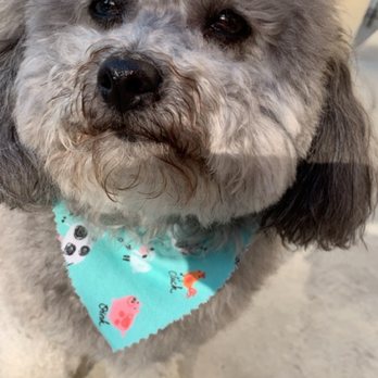 Whiskers To Tails - Pet Groomers Near Me - Redlands, California