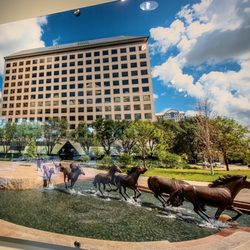 The Mustangs of Las Colinas