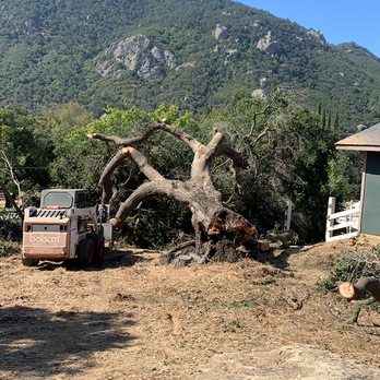 Zavala’s Tree Service - Tree Services Near Me Zavala’s Tree Service - Tree Services Near Me
