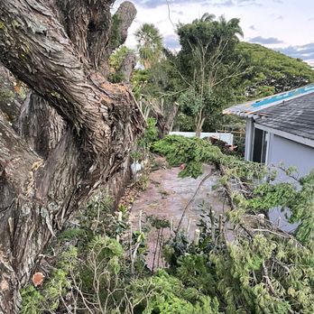 Sherwood's Tree Service - Tree trimming in progress - Tree Services Near Me - Honolulu, Hawaii Sherwood's Tree Service - Tree trimming in progress - Tree Services Near Me - Honolulu, Hawaii