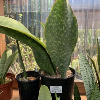 California Cactus Center - They have the Whale Fin Sansevieria!!! - Nurseries & Gardening Near Me - Pasadena, California