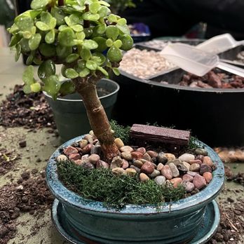 Bonsai Bai Me - Indoor Landscaping Near Me - Pleasant Grove, Utah Bonsai Bai Me - Indoor Landscaping Near Me - Pleasant Grove, Utah