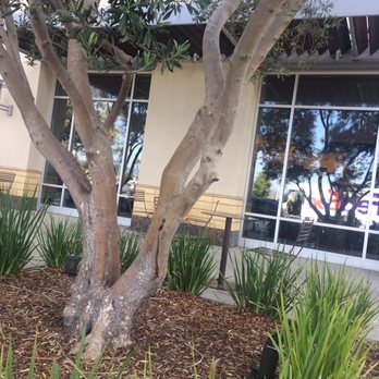 The Collection - Nice and shady right outside Starbucks - Shopping Centers Near Me - Oxnard, California The Collection - Nice and shady right outside Starbucks - Shopping Centers Near Me - Oxnard, California