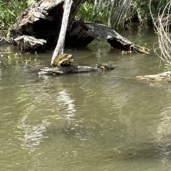 Jean Lafitte Swamp Tour - Boat Tours Near Me - Marrero, Louisiana