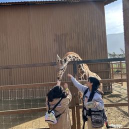 Giraffe experience.. included in the VIP package but can also be purchased a la cart Giraffe experience.. included in the VIP package but can also be purchased a la cart
