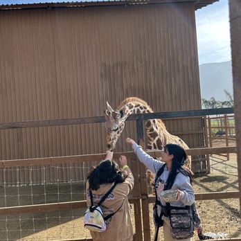 PaiPai Ecotourism Park - Giraffe experience.. included in the VIP package but can also be purchased a la cart - Zoos Near Me - Maneadero, BCN PaiPai Ecotourism Park - Giraffe experience.. included in the VIP package but can also be purchased a la cart - Zoos Near Me - Maneadero, BCN