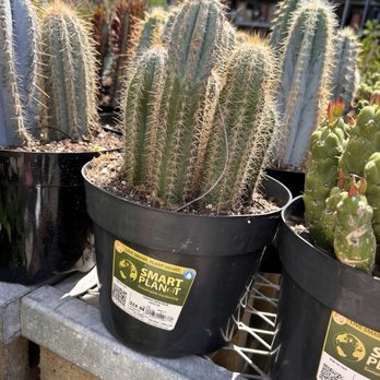 The Home Depot - Love cactus - Nurseries & Gardening Near Me - Escondido, California