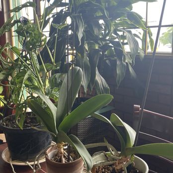 Quan Ba Ky - Plants by entrance - Noodles Near Me - Houston, Texas Quan Ba Ky - Plants by entrance - Noodles Near Me - Houston, Texas