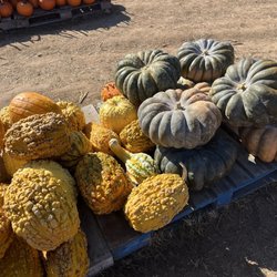 Maple Acre Farms