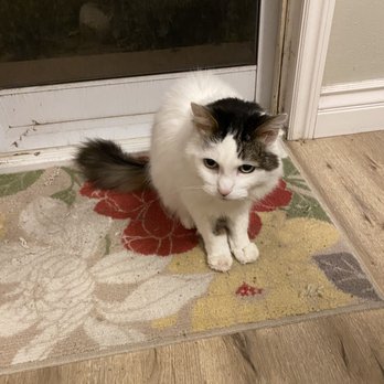 Royal Pets - Pet Groomers Near Me