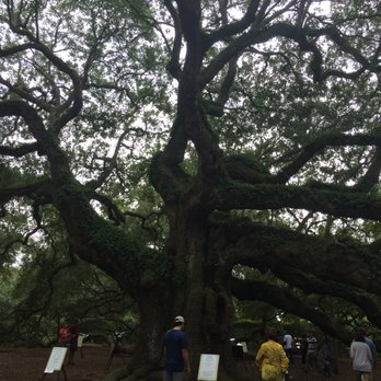Sites and Insights Tours - Angel Oak - Historical Tours Near Me
