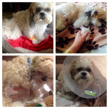 Petco - Joey's injury from Petco Grooming! - Pet Stores Near Me - Novato, California Petco - Joey's injury from Petco Grooming! - Pet Stores Near Me - Novato, California
