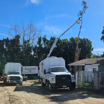 Paez Tree Service - No is to big or too small call today for a free estimate in person. - Tree Services Near Me - Anaheim, California Paez Tree Service - No is to big or too small call today for a free estimate in person. - Tree Services Near Me - Anaheim, California