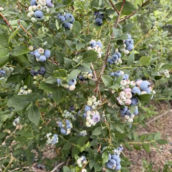 North Ridge Berries - Pick Your Own Farms Near Me - Kent City, Michigan North Ridge Berries - Pick Your Own Farms Near Me - Kent City, Michigan