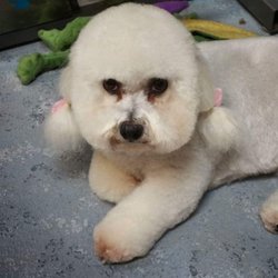 Lovable Pets