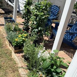Pike Nurseries