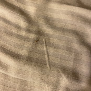 Edgewater - Bedbugs - Hotels Near Me - Laughlin, Nevada Edgewater - Bedbugs - Hotels Near Me - Laughlin, Nevada