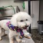 Photo of Smarty Paws Pet Grooming