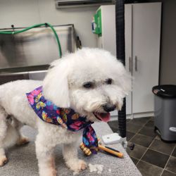 Smarty Paws Pet Grooming - Bijon